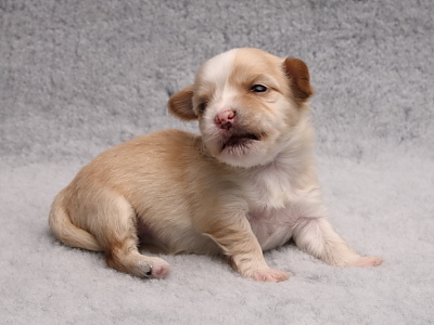 Bichon Havanais hvalpe fra Kennel Miki Nanoq